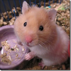 syria the hamster 3